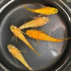 現物出品①　メダカ　王華ダルマ　半ダルマ　5匹セットの画像