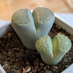 多肉植物/リトープス（ペブルプランツ）の画像