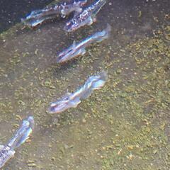 めだか ミッドナイトフリル  成魚10匹の画像