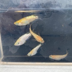 現物出品② 王冠ダルマ　半ダルマ　5匹セット！の画像