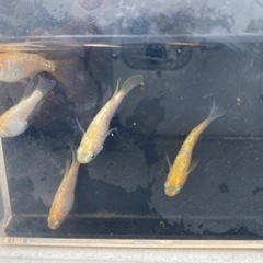 現物出品② 王冠ダルマ　半ダルマ　5匹セット！の画像