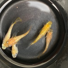 現物出品② 王冠ダルマ　半ダルマ　5匹セット！の画像