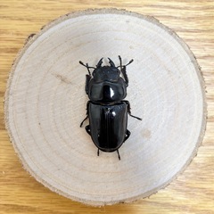 国産オオクワガタ　ペアの画像