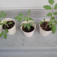 🍅ミニトマト🍅苗6株の画像