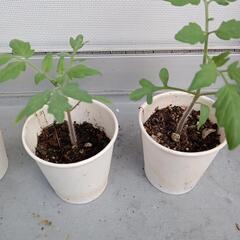 🍅ミニトマト🍅苗6株の画像