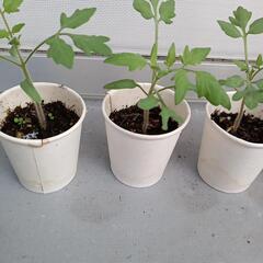 🍅ミニトマト🍅苗6株の画像