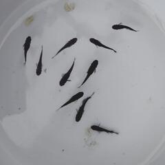 メダカ　和墨(ワズミ)　若魚　10匹の画像