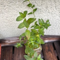 チョコレートミント②の画像