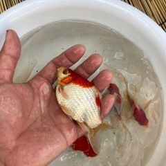 ジャンボ獅子頭 格安です❗️の画像