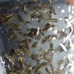 金魚 お盆休み特別価格 ドラゴンスケールランチュウ×江戸錦 の黒仔 これから色変わり 20匹 2000円  40匹 3800円 100匹 8000円 写真3枚目♂親  4枚目♀。 きんぎょ メダカ ビオトープ 水槽 水草の画像