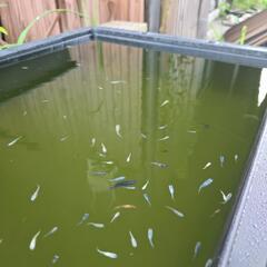 メダカミックスの画像