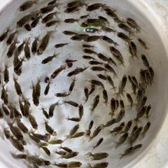 金魚 お盆休み特別価格 ドラゴンスケールランチュウ×江戸錦 モザイク透明鱗 江戸錦になりそうな仔 と 黒仔 これから色変わり 各10匹 計20匹 3000円 写真3枚目♂親  4枚目♀。 きんぎょ メダカ ビオトープ 水槽 水草の画像