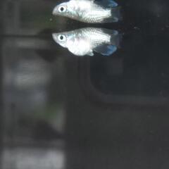 メダカ𓆛レックウザダルマ𓆛1ペアの画像