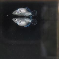 メダカ𓆛レックウザダルマ𓆛1ペアの画像