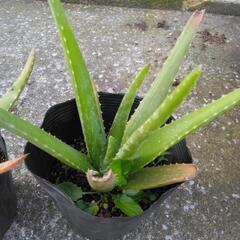 お話中です！　アロエ　2鉢の画像
