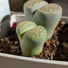 多肉植物/リトープス（ペブルプランツ）の画像