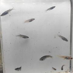 御影メダカ 10匹リアル入りの画像