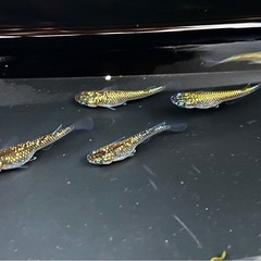 碧G（ゴールドTYPE）　メダカの画像