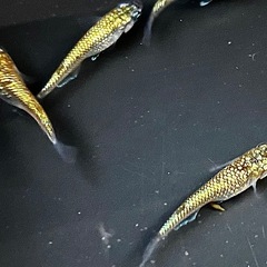 碧G（ゴールドTYPE）　メダカの画像