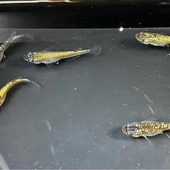 碧G（ゴールドTYPE）　メダカの画像