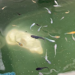 ミックス　メダカの画像