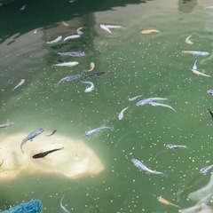 ミックス　メダカの画像