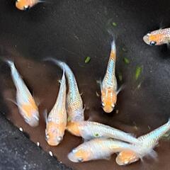🌸増量中‼️産卵中桜餅メダカ春生まれ15匹①🌸の画像