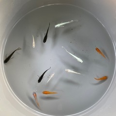 ✨メダカMIX✨10匹＋おまけの画像