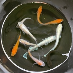✨メダカMIX✨10匹＋おまけの画像