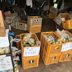幸水　並1袋
の画像