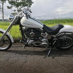 車検R9年7月 ソフテイル 2007 TC96 オープンプライマリー デュース ハーレーダビッドソンの画像