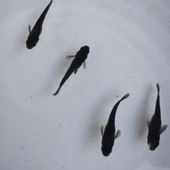 カイジ　メダカの画像