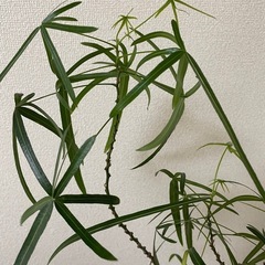 観葉植物　ボトルツリーの画像