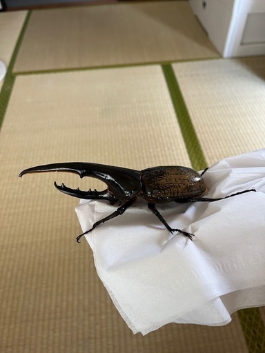 ヘラクレスオオカブト