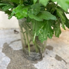 🌱沖縄の万能薬草フーチバー　挿し木用④の画像