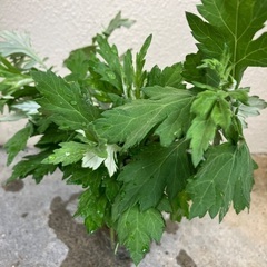 🌱沖縄の万能薬草フーチバー　挿し木用④の画像