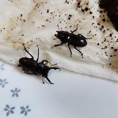 小さいクワガタ 4匹の画像