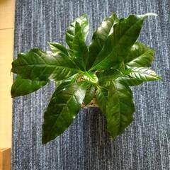 観葉植物　コーヒーの木(取引中)の画像