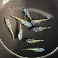 ✨ネプチューン✨ブルーラメめだか✨4匹セット✨の画像