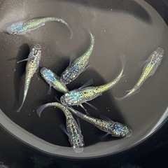✨ネプチューン✨ブルーラメめだか✨4匹セット✨の画像