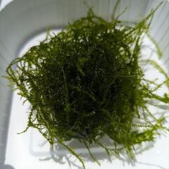 ウィローモス 水草 ／水質改善 メダカ飼育 無農薬 アクアリウムの画像