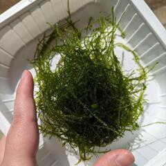 ウィローモス 水草 ／水質改善 メダカ飼育 無農薬 アクアリウムの画像