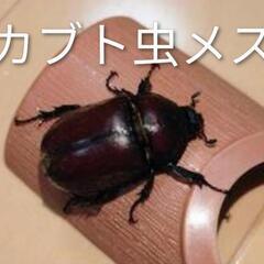 カブト虫ペア！の画像