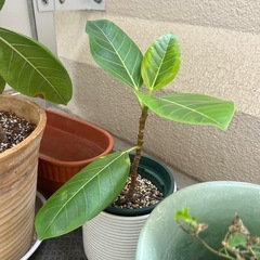 観葉植物　フィカス
の画像