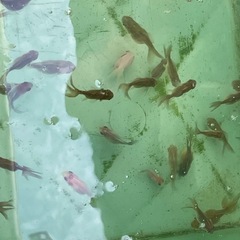 オランダローズテール【選別漏れ】10尾500円の画像