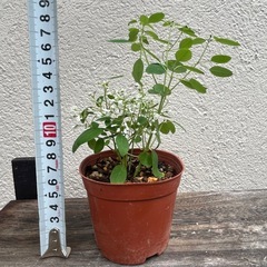 植物　ユーフォルビア　ダイヤモンドスター　①の画像