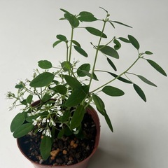 植物　ユーフォルビア　ダイヤモンドスター　①の画像