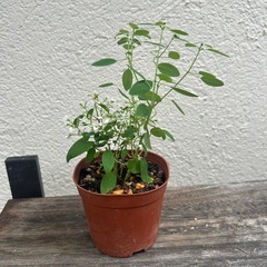 植物　ユーフォルビア　ダイヤモンドスター　①の画像