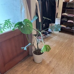 観葉植物　３個セットの画像