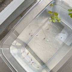 レッドクリフ紅白　メダカ　めだか　稚魚　10匹セット　屋外飼育の画像